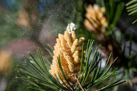 Pine  pollen flies Stock Photos