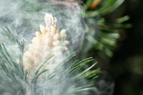 Pine  pollen flies Foto stock