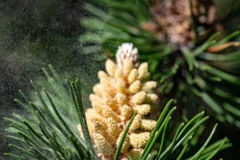 Pine  pollen flies Stock Photos