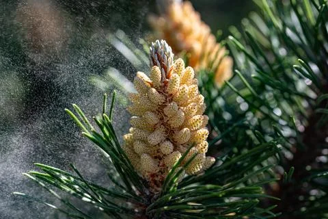 Pine  pollen flies Stock Photos