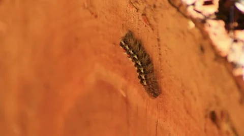 Pine Processionary 01 Stock Footage 5088459