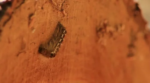 Pine Processionary 02 Stock Footage 5162813