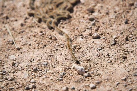 Pine processionary caterpillar on the ground Foto stock