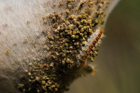 Pine processionary caterpillar on its silk nest in the Mediterranean forest Stock Photos