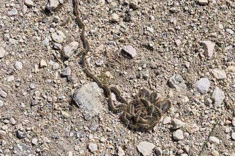 Pine processionary caterpillar is a moth, a most destructive species to pines Stock Photos