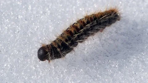 Pine processionary caterpillar moving on snow Stock Footage 149140081