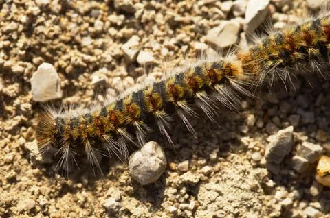 Pine processionary caterpillar Stock Photos