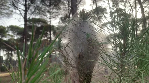 Pine processionary caterpillar silk nest on the top of a tree branch Stock Footage 202606152