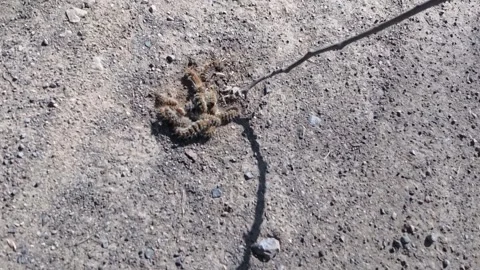 Pine processionary caterpillars crawling in a nest on the ground Vidéo 330245478