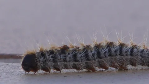 Pine processionary caterpillars  Macro shot Stock Footage 88997906