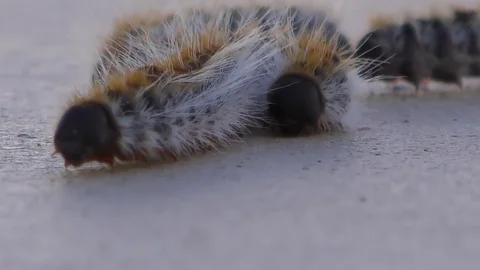 Pine processionary caterpillars  Macro shot front view Stock Footage 88999886