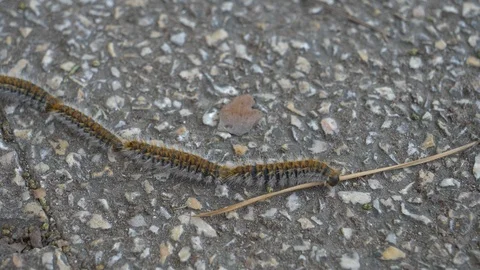 Pine processionary caterpillars marching. Stock Footage