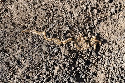Pine processionary caterpillars on Mount Etna soil Foto stock