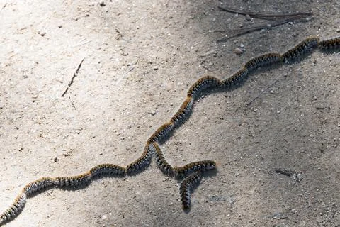 Pine processionary caterpillars moving in a row Stock Photos