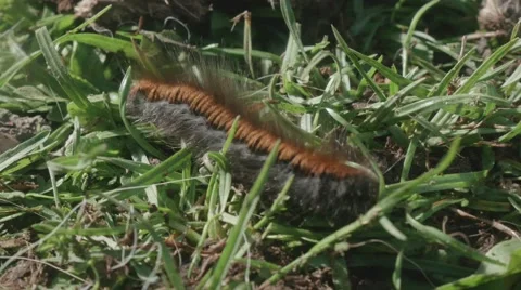 Pine processionary crawling in the forest Video stock 55057582