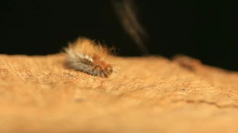 Pine Processionary Stock Footage 5088161