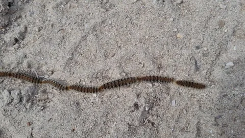 Pine Processionary Moth caterpillar Stock Footage 242424228