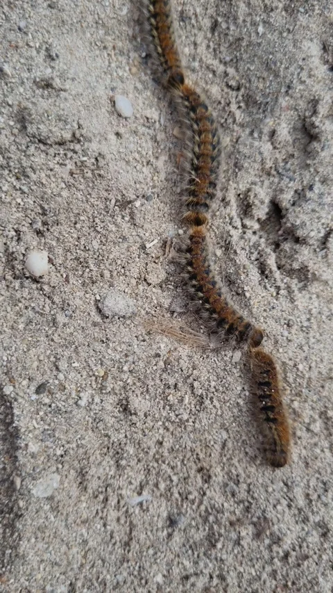 Pine Processionary Moth caterpillar Stock Footage 242424315