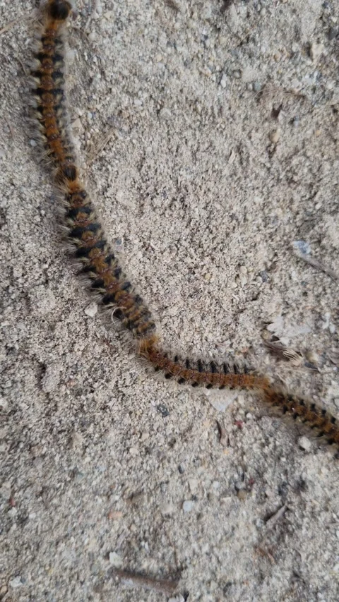 Pine Processionary Moth caterpillar Stock Footage 242424364