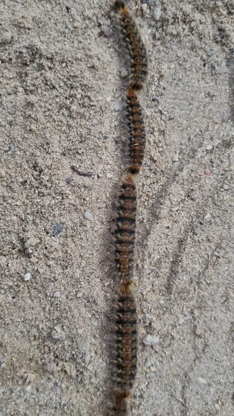 Pine Processionary Moth caterpillar Stock Footage 242424421