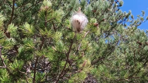 Pine processionary moth caterpillars building nest Vidéo 330245544