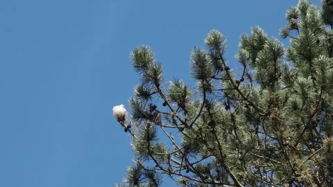 Pine processionary is a moth that lays its eggs in the tops of coniferous trees Video stock 333286788
