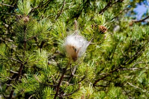 Pine processionary moth nest on pine tree branch Photos