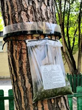 Pine Processionary Moth Trap Foto stock