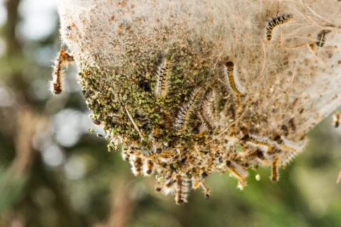 Pine processionary nides at mountain. Foto stock