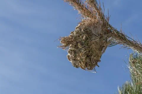 Pine processionary nides at mountain.. 스톡 사진