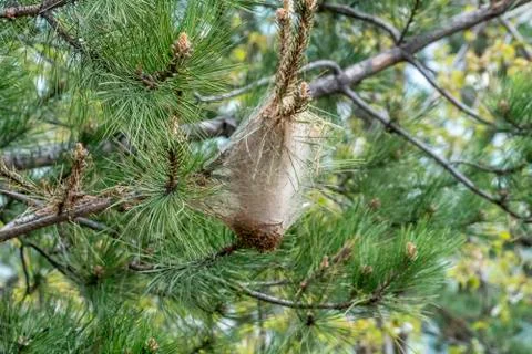 Pine processionary web on pine trees Foto stock