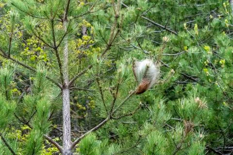 Pine processionary web on pine trees Stock Photos