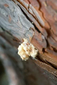 Pine producing resin to resist pine shoot beetle, Tomicus damage Stock Photos