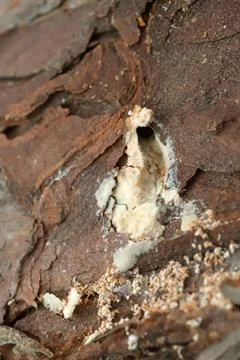 Pine producing resin to resist pine shoot beetle, Tomicus damage Stock Photos