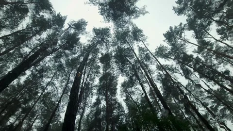 Pine rain forest with cloudy sky through car windshield. Video stock 244255480