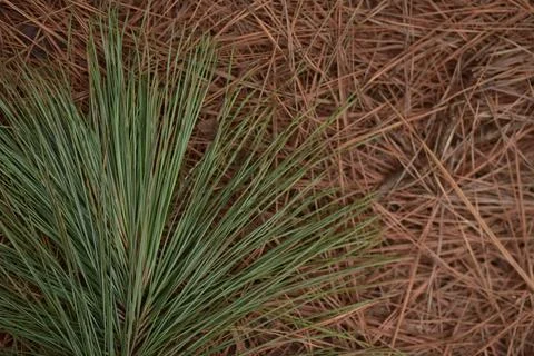 Pine Raw Leaves  Stock Photos