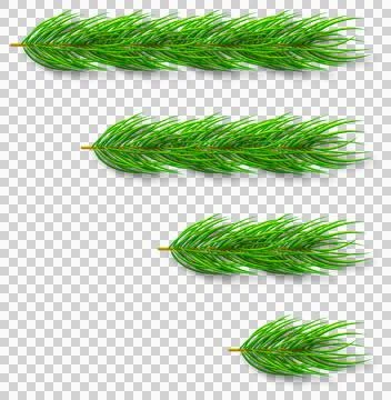 Pine Realistic Evergreen Needle Branch Collection with Lush Green Foliage for Ch 库存插图