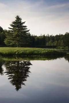 Pine reflecting in lake Foto stock