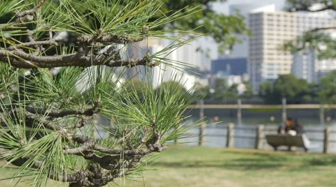 Pine reflecting sunshine and defocused couple on a bench. Video stock 61750224
