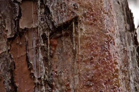 Pine resin bleeding from tree bark Stock Photos