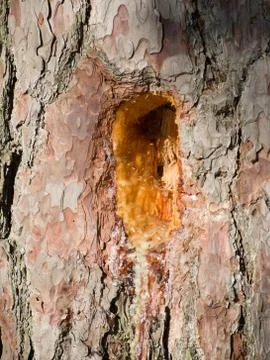 Pine Resin Hole Stock Photos