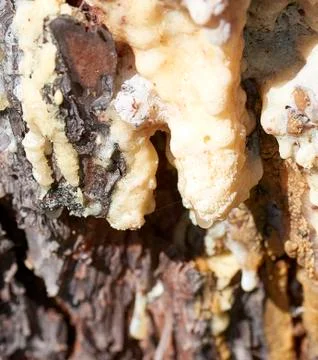 Pine resin in a meadow Foto stock