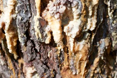 Pine resin in a meadow Stock Photos