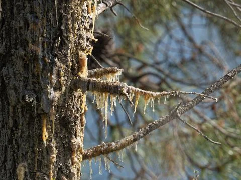 Pine resin in a meadow Stock Photos