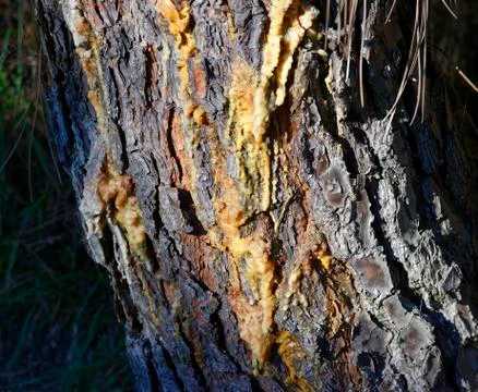 Pine resin Stock Photos