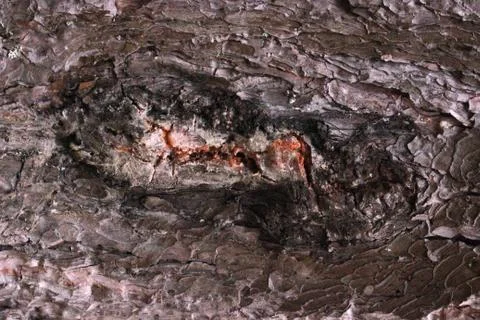 Pine resin Stock Photos