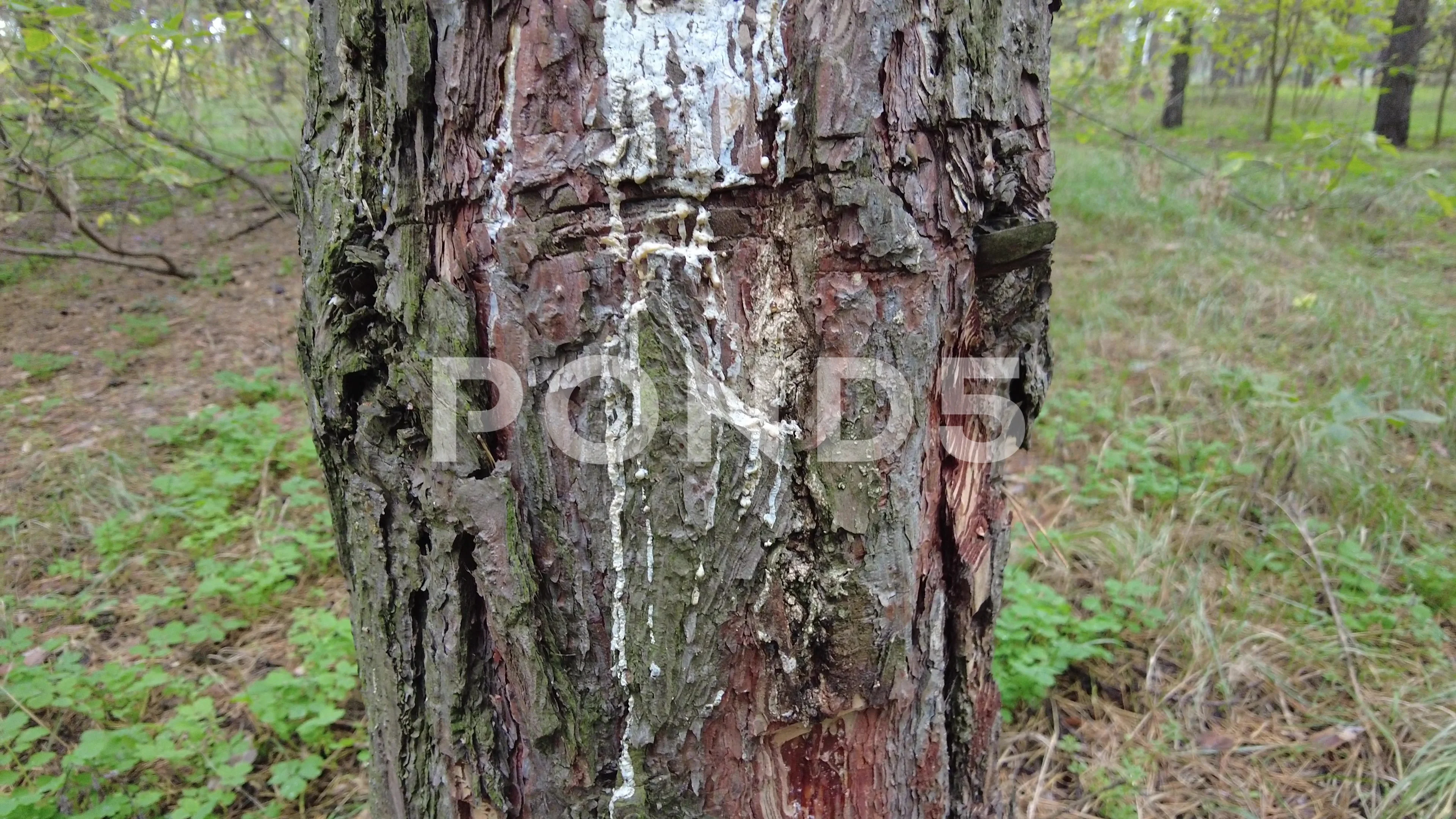 pines tree sap to get the pine resin. Stock Photo