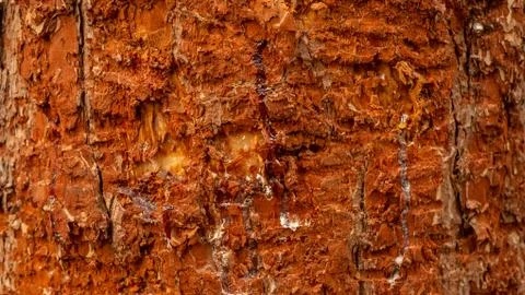 Pine resin on a tree trunk with boar (or werewolf) marks. 写真素材