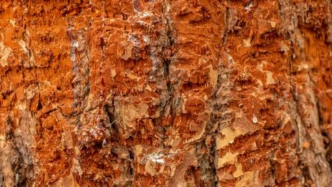 Pine resin on a tree trunk with boar marks. 写真素材