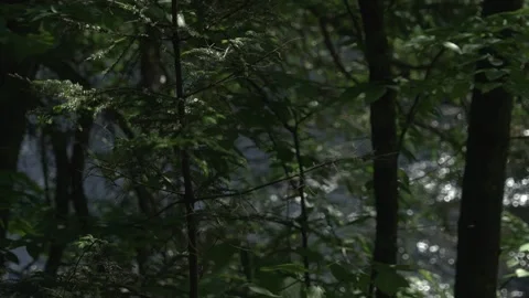 Pine river Stockbeeldmateriaal 171342023